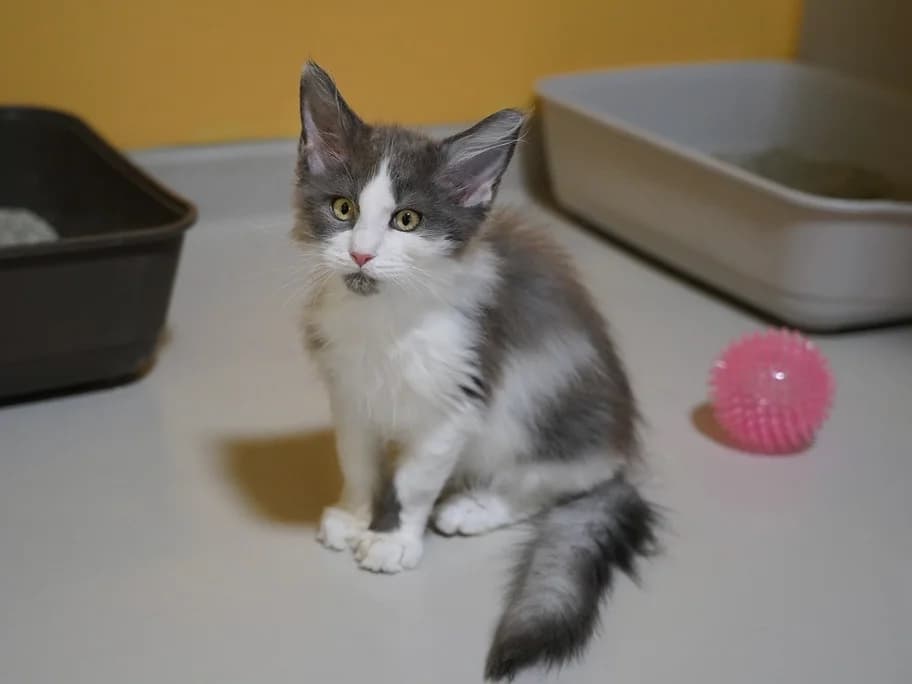 Seraphin hat zurzeit Interessenten, male puppy Maine Coon for adoption at Tierheim beider Basel, Basel