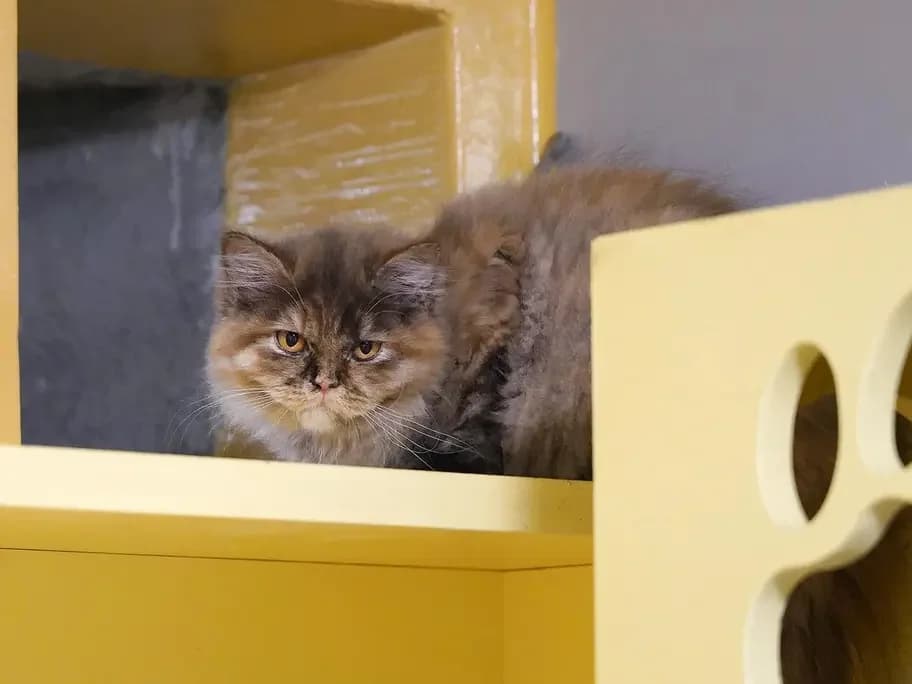 Schottische Katzen, female Scottish Fold for adoption at Tierheim beider Basel, Basel