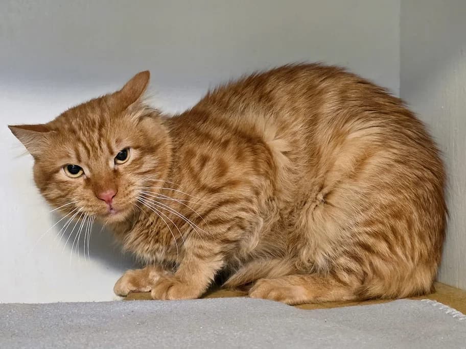 Goldie, male mixed breed for adoption at Tierheim beider Basel, Basel