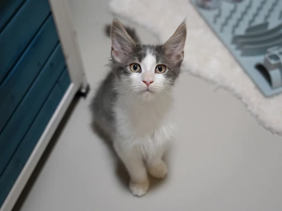 Mökli - hat zurzeit Interessenten, male puppy Maine Coon for adoption at Tierheim beider Basel, Basel