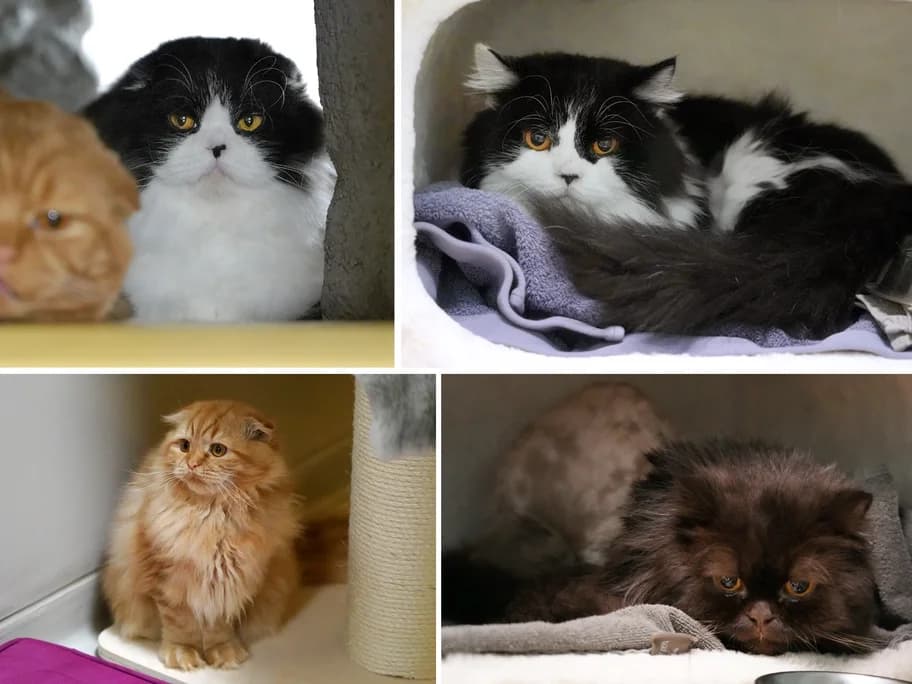 Schottische Kater, male Scottish Fold for adoption at Tierheim beider Basel, Basel