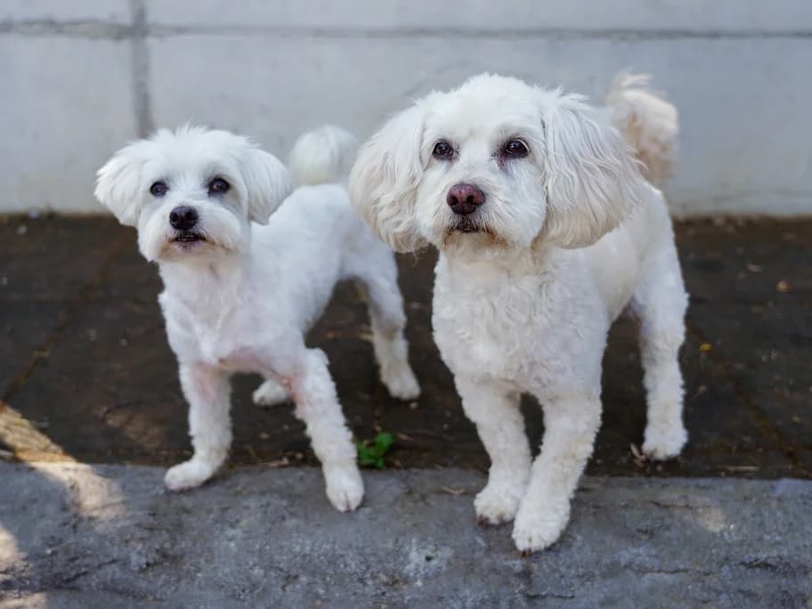 Ziggy und Sarah, senior Mixed Breed for adoption at Tierheim beider Basel, Basel