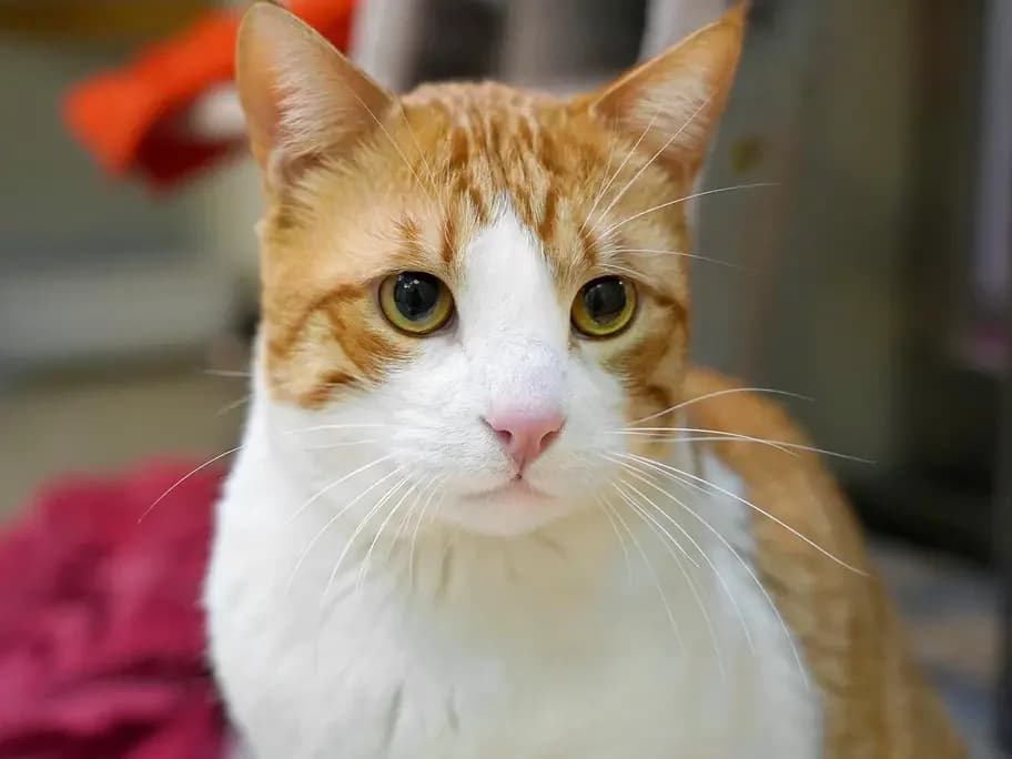 Angel, male mixed breed for adoption at Tierheim beider Basel, Basel