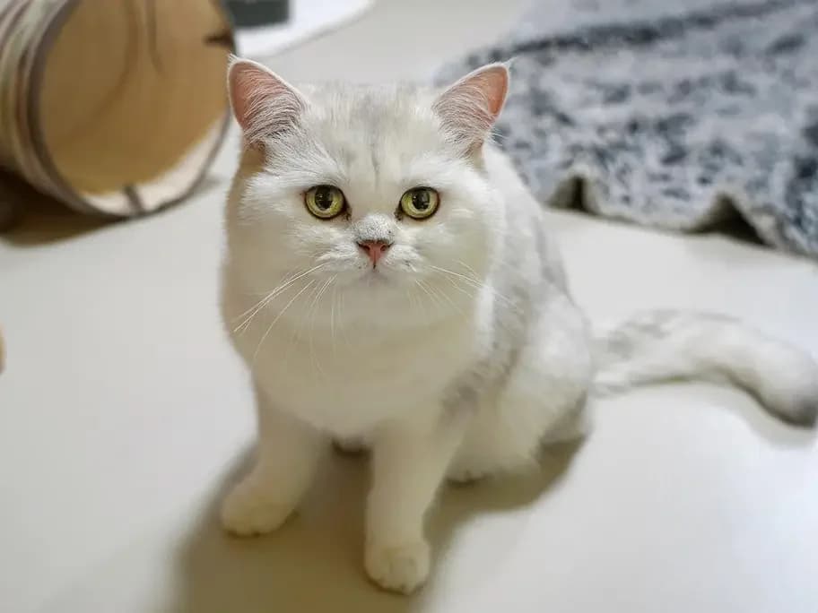 Jackson, male British Shorthair for adoption at Tierheim beider Basel, Basel