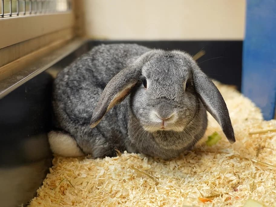 Furfila und Furfilo, 3yo mixed breed for adoption at Tierheim beider Basel, Basel