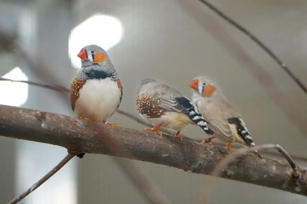 Diverse Zebrafinken, mixed breed for adoption at Tierheim beider Basel, Basel