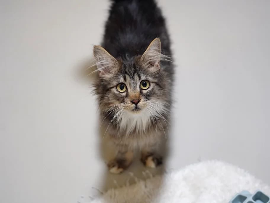 Turbo- hat zurzeit Interessenten, male puppy Maine Coon for adoption at Tierheim beider Basel, Basel
