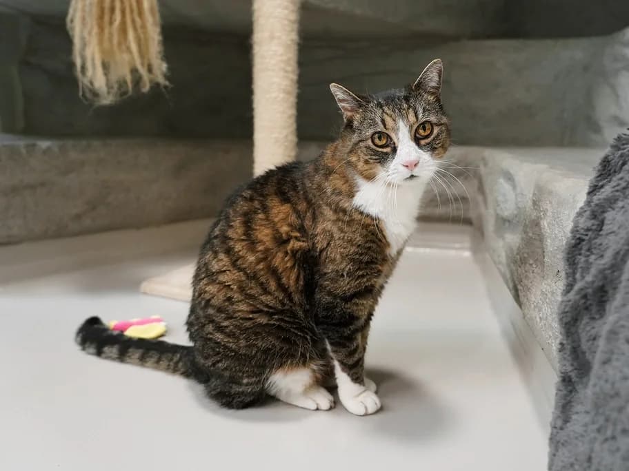 Simba, weiss male senior Mixed Breed Cat for adoption at Tierheim beider Basel, Basel
