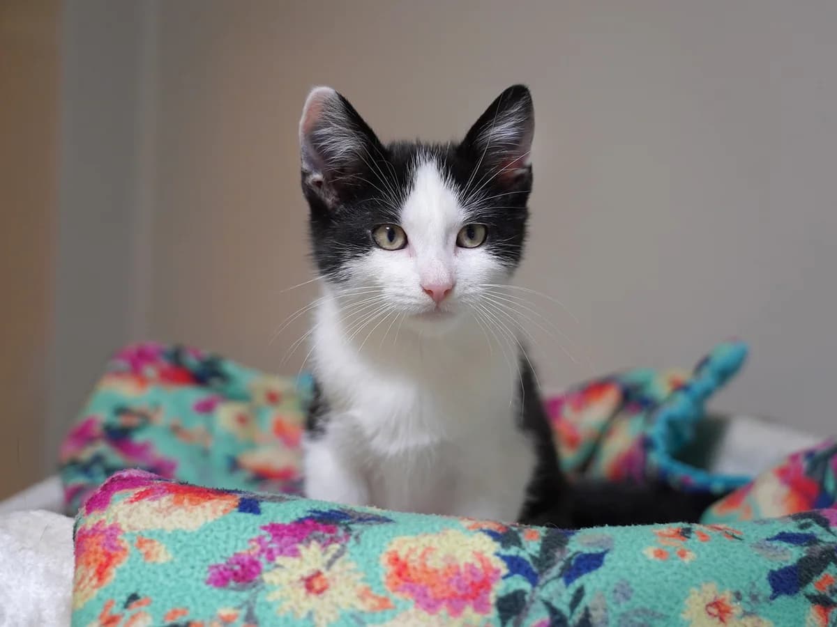 Leonard, schwarz weiss male puppy Mixed Breed Cat for adoption at Tierheim beider Basel, Basel