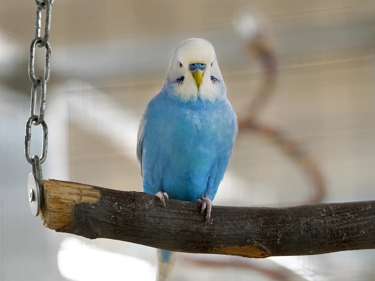 Nike, male mixed breed for adoption at Tierheim beider Basel, Basel