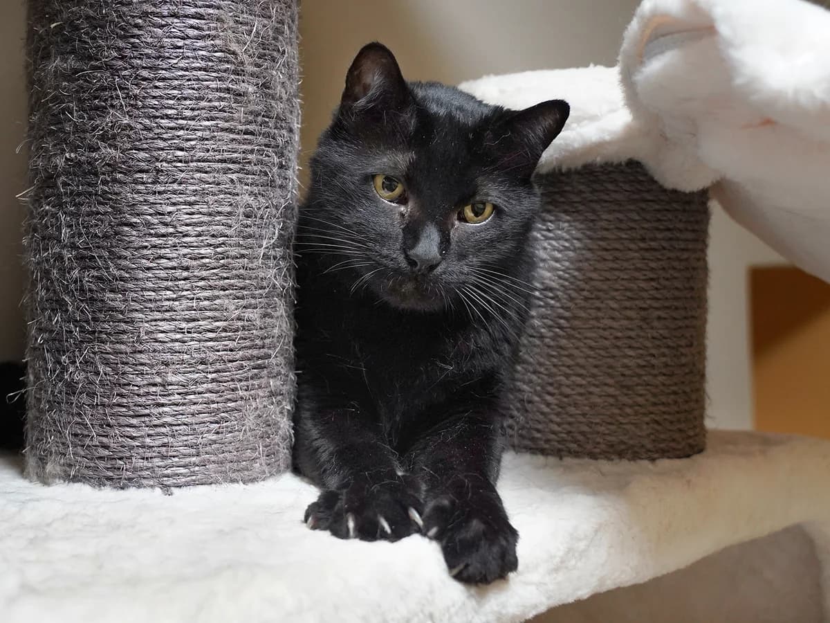 Pablito und El Jefe, male senior European Shorthair for adoption at Tierheim beider Basel, Basel