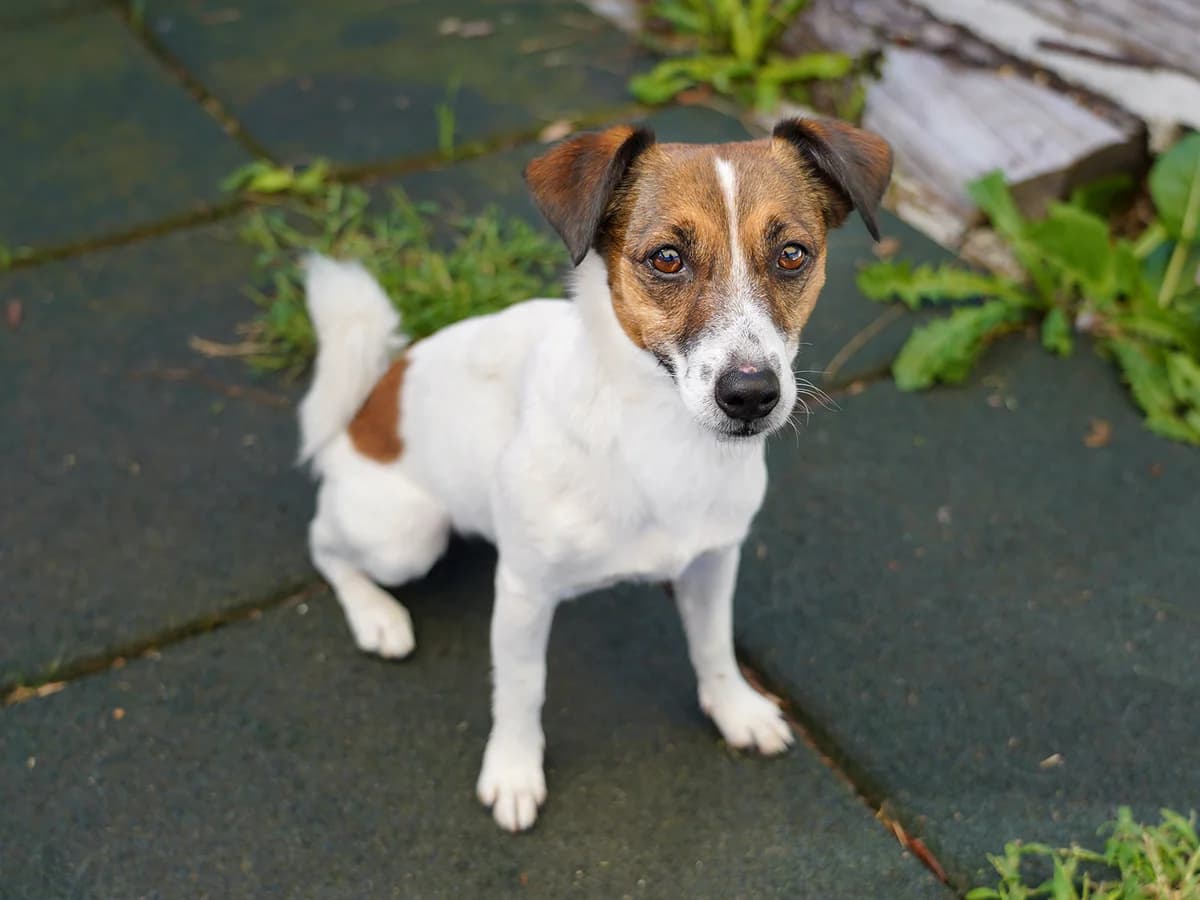 Pepsi, braun weiss female senior Jack Russell Terrier for adoption at Tierheim beider Basel, Basel