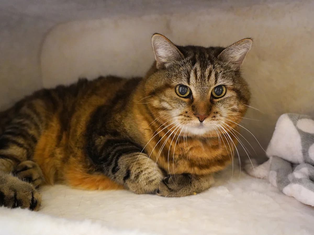 Pini, female senior Mixed Breed Cat for adoption at Tierheim beider Basel, Basel