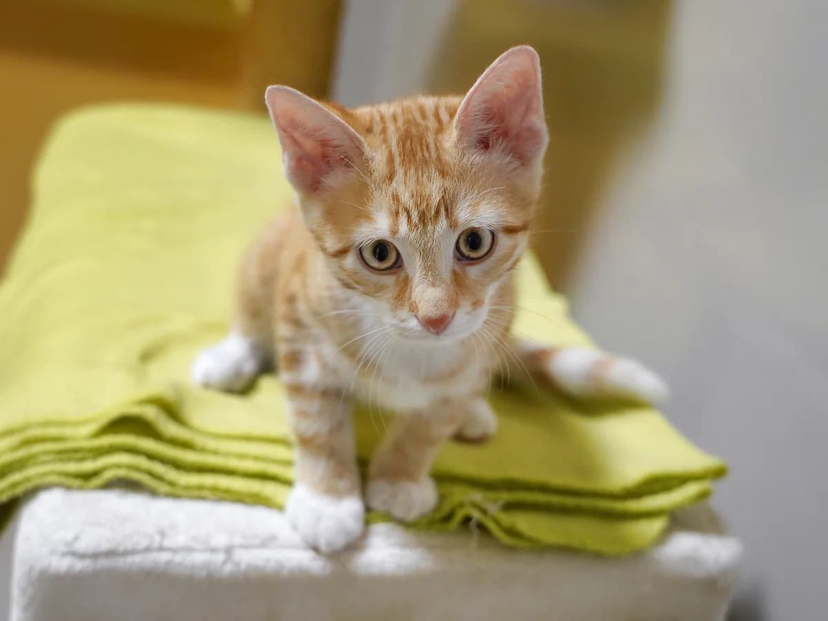 Salvador, rot weiss male puppy Mixed Breed Cat for adoption at Tierheim beider Basel, Basel