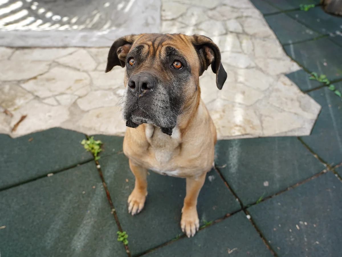 Tiger, female 7yo Mixed Breed for adoption at Tierheim beider Basel, Basel