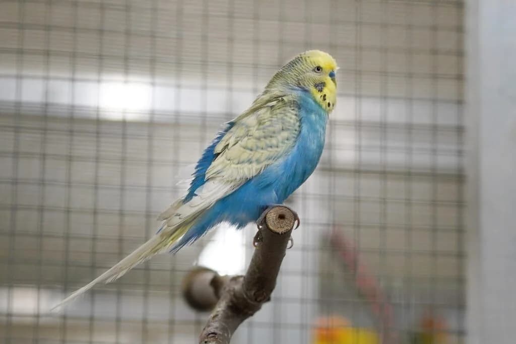 Tintin und Colori, 5yo mixed breed for adoption at Tierheim beider Basel, Basel
