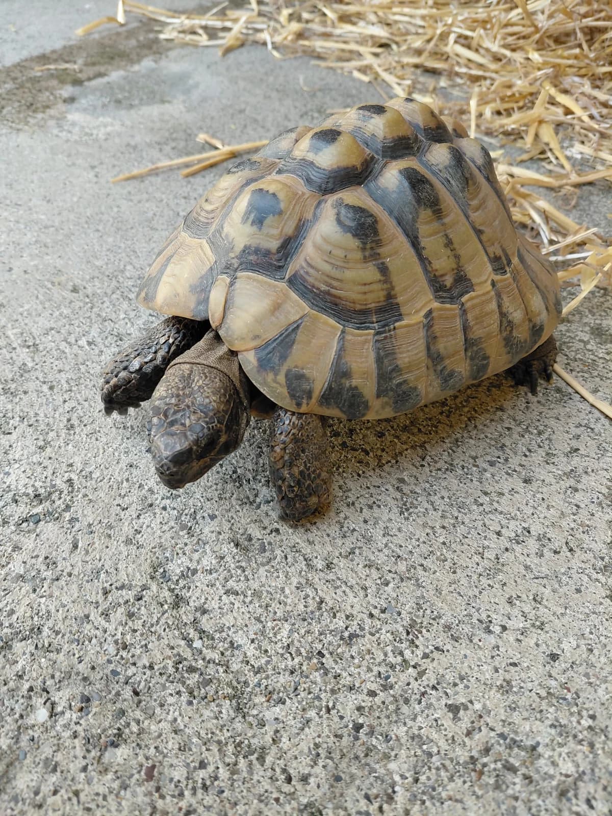 Konrad, male mixed breed for adoption at Tierheim Buchbrunnen (Schaffhauser Tierschutz)