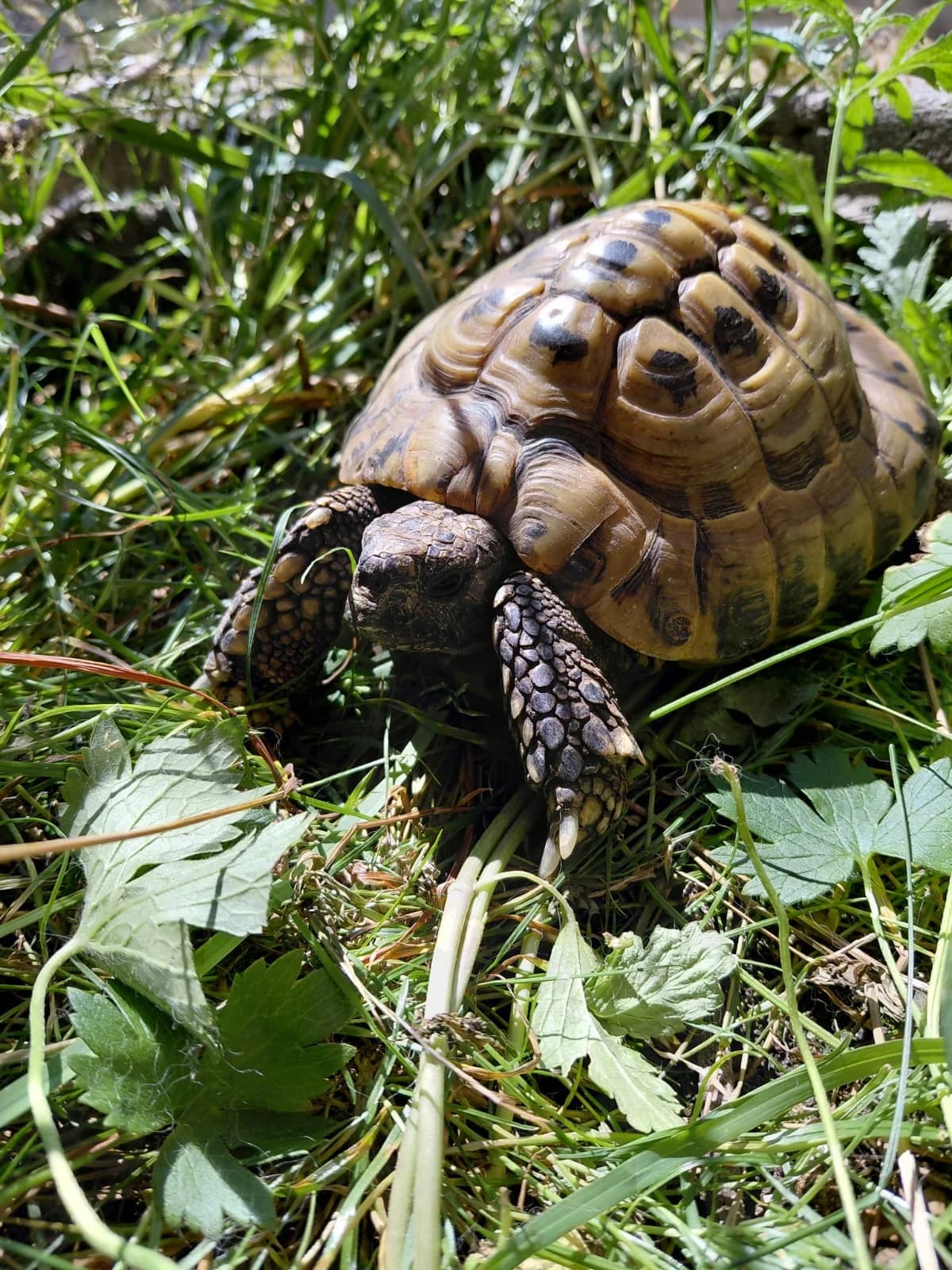 Speedy, male senior mixed breed for adoption at Tierheim Buchbrunnen (Schaffhauser Tierschutz)