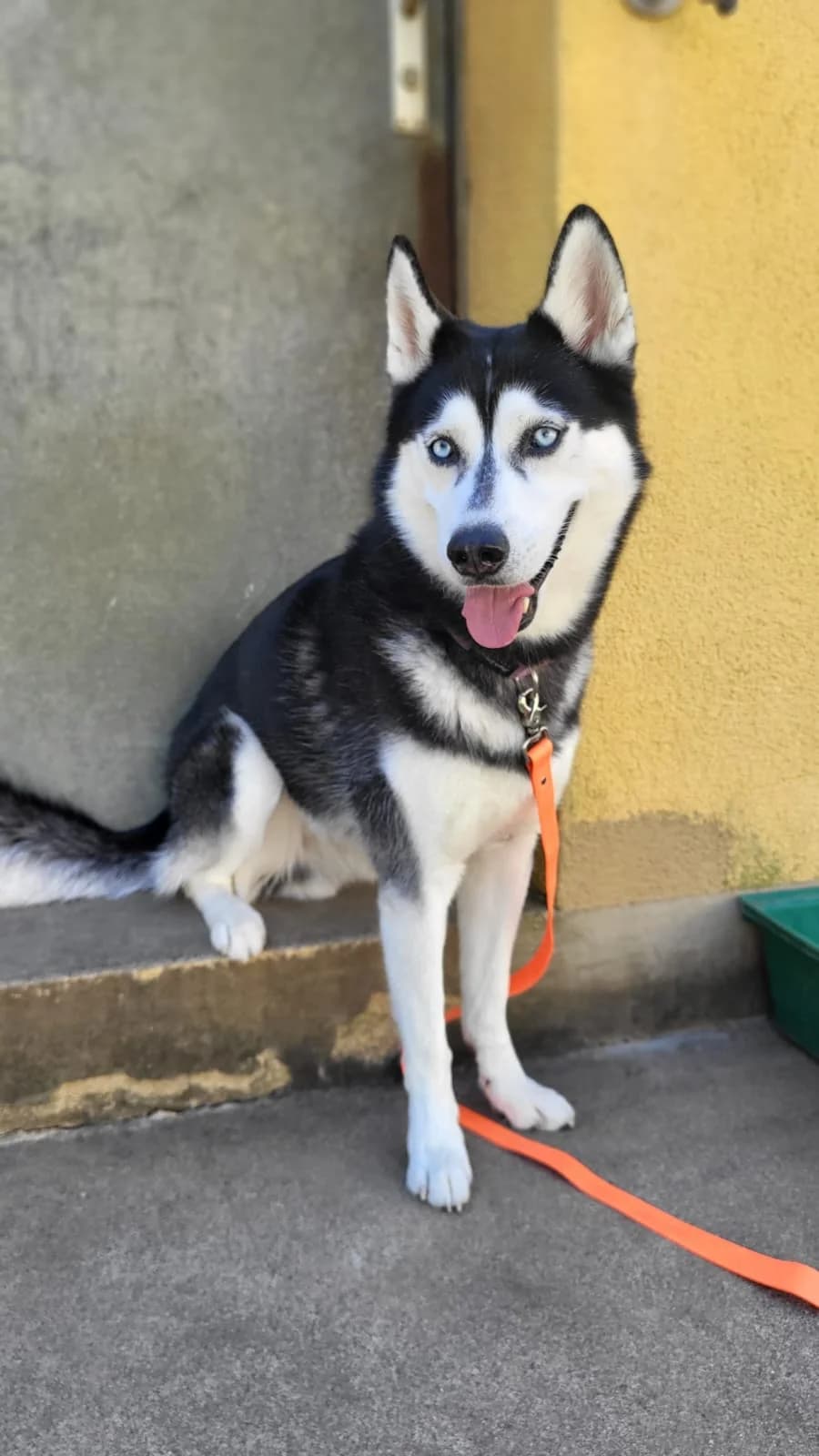 Anuk, male 4yo Husky for adoption at Tierheim Buchbrunnen (Schaffhauser Tierschutz)
