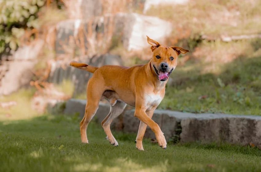 Brioche, male young Staffordshire Bull Terrier for adoption at Tierheim und Tierhotel Arche Chur