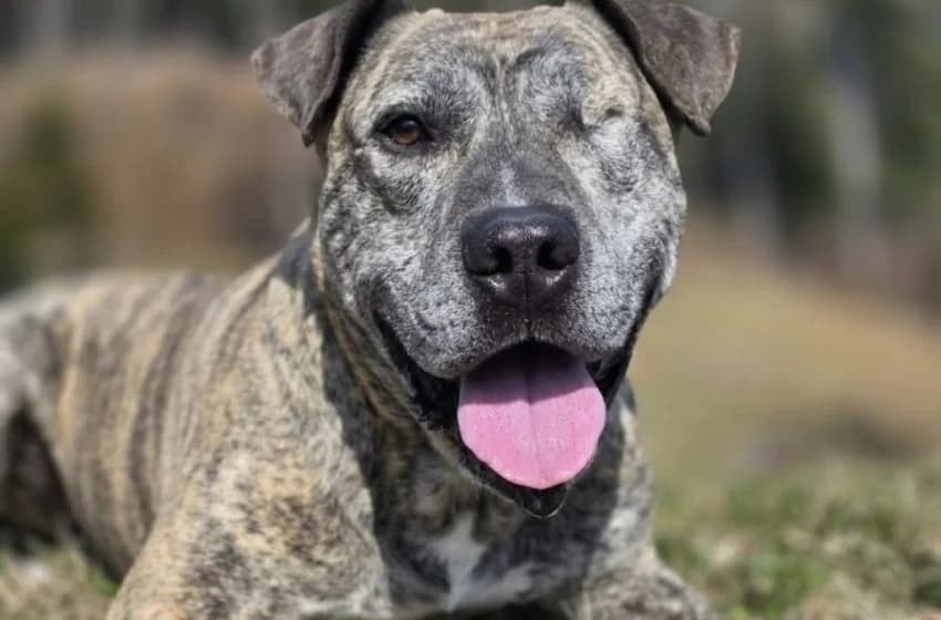 Bully, male senior American Staffordshire Terrier for adoption at Tierheim und Tierhotel Arche Chur