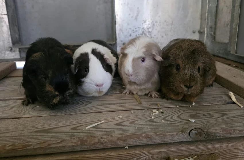 Cinnamon, Gingerbread, Pumpkin & Cocoa, male young Mixed Breed for adoption at Tierheim und Tierhotel Arche Chur