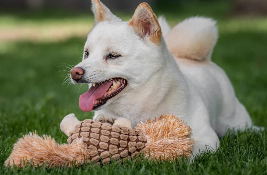 Dakaria, female 4yo Shiba Inu for adoption at Tierheim und Tierhotel Arche Chur