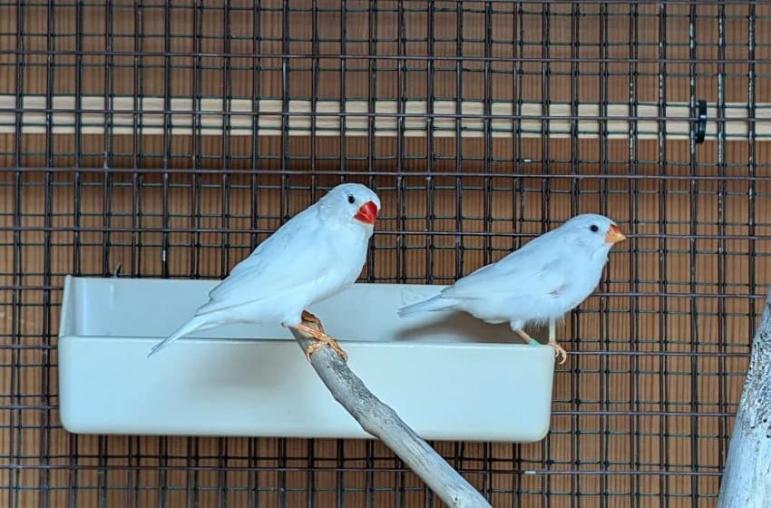 Filipa & Daphne, female Mixed Breed for adoption at Tierheim und Tierhotel Arche Chur