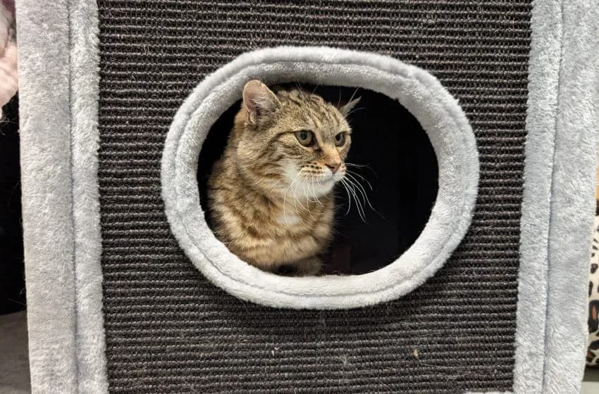 Karen, female senior mixed breed for adoption at Tierheim und Tierhotel Arche Chur