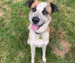 Bandit, male mixed breed for adoption at SPA Genève, Geneva