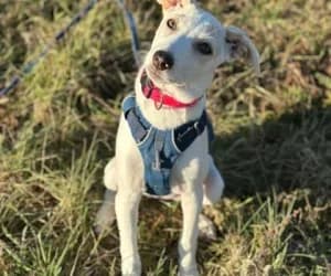 Bondie, female Labrador Retriever for adoption at SPA Genève, Geneva