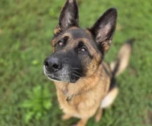 César, male 7yo German Shepherd for adoption at SPA Genève, Geneva