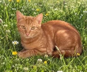 Cinnamon, male puppy European Shorthair for adoption at SPA Genève, Geneva