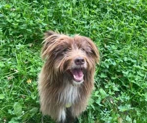 Cooper, male mixed breed for adoption at SPA Genève, Geneva