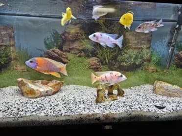 Divers poissons, Mixed Breed for adoption at SPA Genève