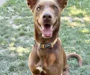 Dolorès, female Podenco for adoption at SPA Genève, Geneva