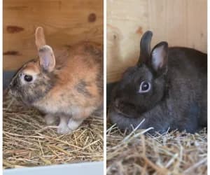 Eglantine & Esmeralda, female young mixed breed for adoption at SPA Genève, Geneva