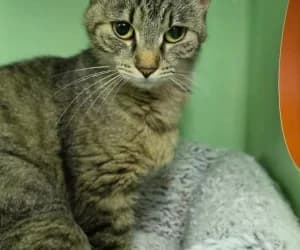 Ella, female young European Shorthair for adoption at SPA Genève, Geneva
