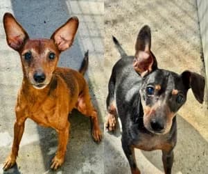 Fuego & Rhubarbe, male mixed breed for adoption at SPA Genève, Geneva