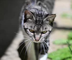 Ice-Cream famille, female puppy European Shorthair for adoption at SPA Genève, Geneva