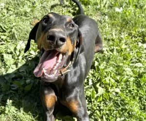 Iron, male Doberman for adoption at SPA Genève, Geneva