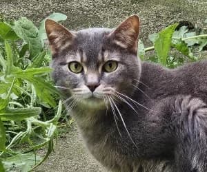 James, male 5yo Mixed Breed for adoption at SPA Genève, Geneva