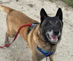 Jerry, male Belgian Malinois for adoption at SPA Genève, Geneva