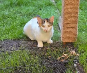 Jette, female puppy European Shorthair for adoption at SPA Genève, Geneva