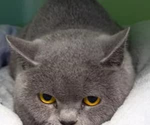 Jo, female young European Shorthair for adoption at SPA Genève, Geneva