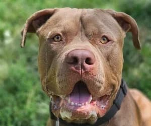 Kimbo, male 4yo American Bully for adoption at SPA Genève, Geneva