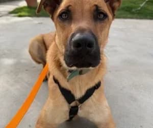 Koda, male Belgian Malinois for adoption at SPA Genève, Geneva