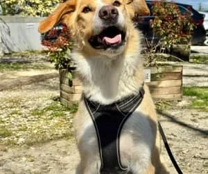 Maïko, male mixed breed for adoption at SPA Genève, Geneva