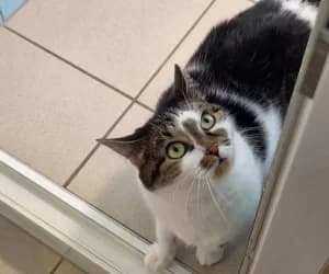 Mazy, female European Shorthair for adoption at SPA Genève, Geneva