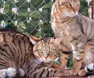 Merry & Sunny, female 3yo Bengal for adoption at SPA Genève, Geneva